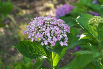 Fototapeta premium 花 植物 公園 自然 flowers plants park