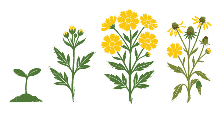 Yellow Coreopsis flower illustration depicting plant growth stages from seedling to mature bloom. For botanical diagrams