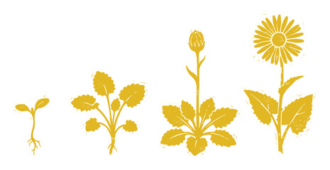 Obraz premium Yellow Doronicum plant growth stages illustration, silhouette design showing seed to flower life cycle for botany education