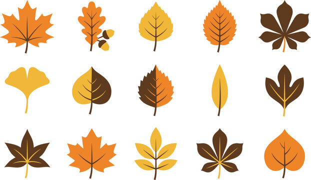 Autumn leaves collection with various species and fall colors isolated on transparent background set of orange brown and yellow foliage icons for seasonal design projects.