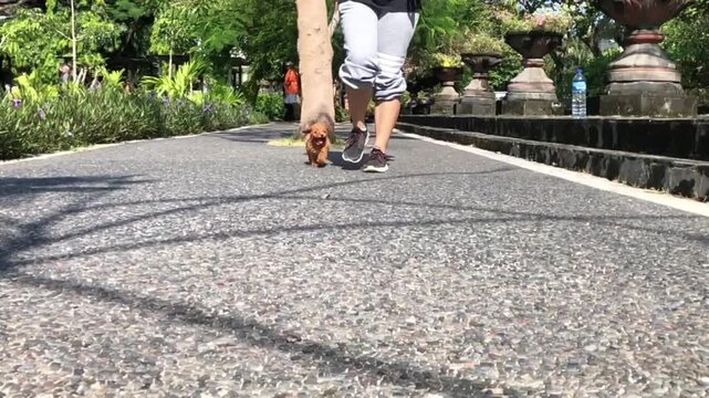 Puppy Dog toy poddle walking in garden street