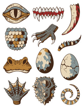 Crocodile Anatomy Detail Icons Flat Vector Illustration Vintage Reptile Emblems and Stamps Set with Slit-Pupil Eye Jagged Teeth Clawed Foot and Scale Plate Isolated Collection for Marketing Packaging