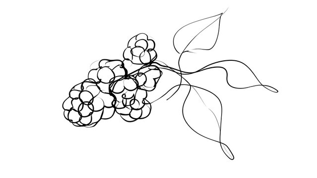 Hand drawn blackberry branch illustration white background.