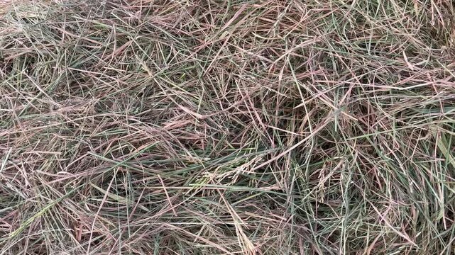 Close up of dried hay straw pile texture for animal feed background
