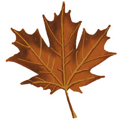 Naklejka premium Hand Drawn Orange Maple Leaf Autumn Fall Botanical Illustration