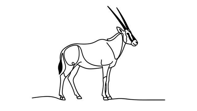 Oryx antelope line drawing white background.