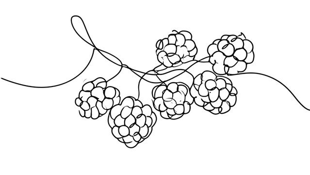 Blackberry branch sketch white background.