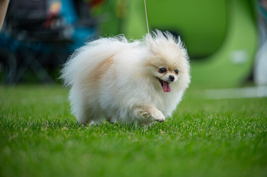 Pies Szpic miniaturowy, pomeranian 