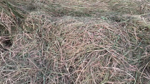 Close Up Textured Pile of Dry Grass and Straw