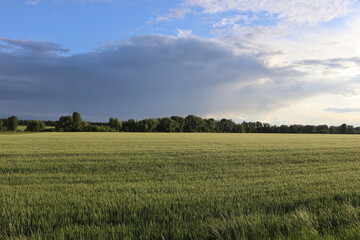 Obraz premium Green wheat field beneath dramatic spring sky with approaching rain clouds