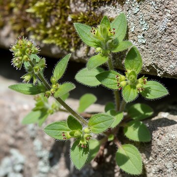 Small Hairy Green Wildflower Growing Between Sunlit Rocks