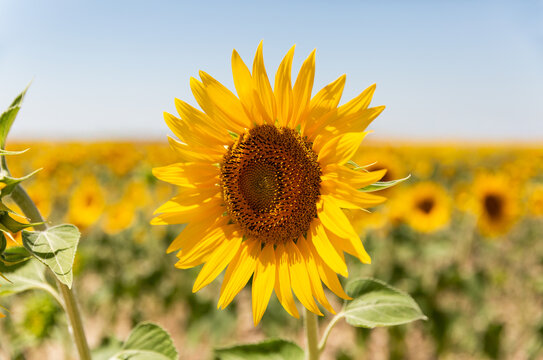 Fleur de tournesol en gros plan dans un champ, grandes p&eacute;tales jaunes, ciel bleu en arri&egrave;re-plan