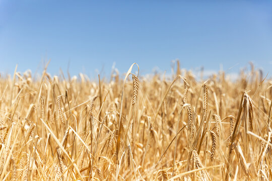 Champ de bl&eacute; dor&eacute; au soleil, &eacute;pis de bl&eacute; sec en gros plan, ciel bleu en arri&egrave;re-plan