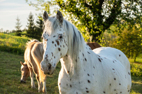 Portrait of a Knabstrupper horse in a pasture in the evening