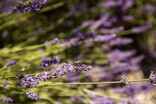 Abeille qui butine sur une fleur de lavande en gros plan, arri&egrave;re-plan violet et vert