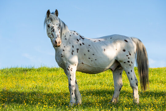 A Knabstrupper horse in a pasture
