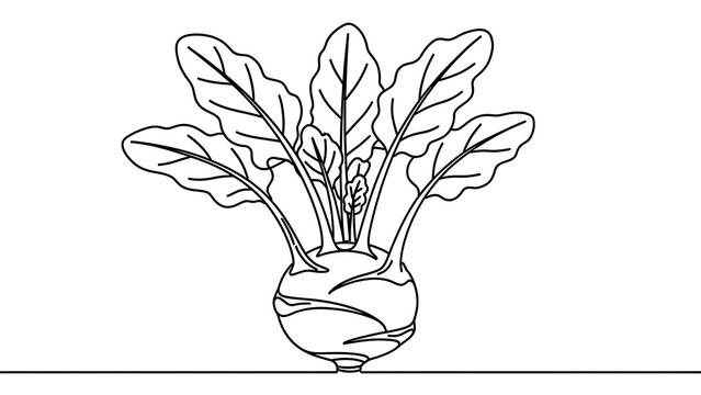 Illustrated turnip with leaves on white background.