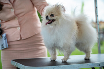 Pies Szpic miniaturowy, pomeranian  © Grzegorz