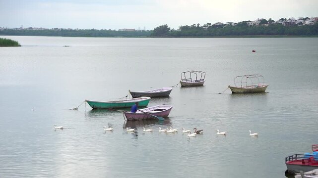 White Geese or Rajhans often seen at Bhojtal upper lake or Bada Talaab in Bhopal Madhya Pradesh 2 Wide Frame