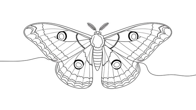 Detailed moth line art illustration white background.