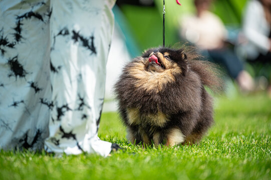 Pies Szpic miniaturowy, pomeranian 