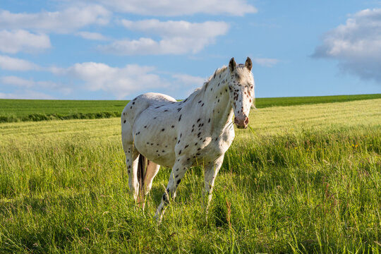 A Knabstrupper horse in a pasture