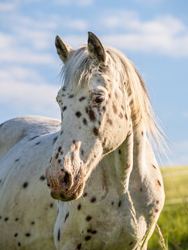 Portrait of a Knabstrupper horse in a pasture