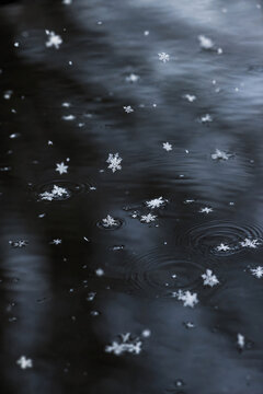 First snow floating on dark pond water surface winter close-up