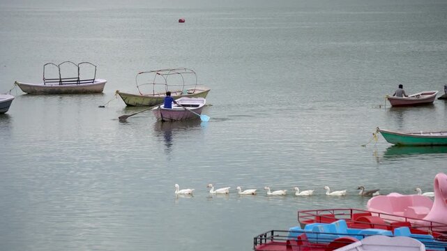White Geese or Rajhans swimming in lines with some boats at Bhojtal upper lake or Bada Talaab in Bhopal Madhya Pradesh