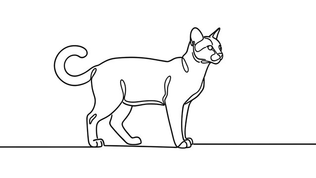 Siamese cat illustration on white background.