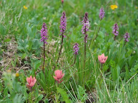 Elephant's Head and Giant Red Indian Paintbrush Blooming in an Alpine Meadow, Jean Lunning Trail, Colorado