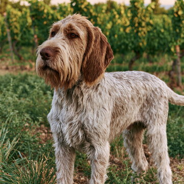 Regal Spinone Italiano Dog Posing Majestically in Lush Green Field with Playful Spark in Its Eyes, Radiating Loyalty and Charm