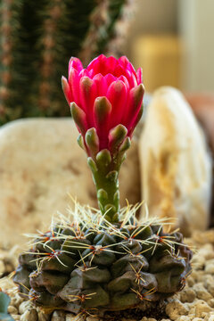 Side view macro shot of opening red Gymnocalycium baldianum bud with blurred Echinopsis eyriesii and rock in background.