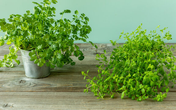 Fresh coriander and marjoram in zinc pots on rustic wooden boards with a peppermint background.