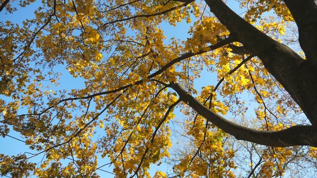 View to tree tops with bright colored leaves with bright sky at background. Light breeze shakes tree branches with colored leaves. Foliage slowly fall to ground. Autumnal sunny day. Slow motion