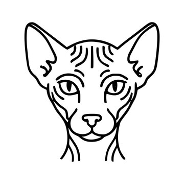 head of persian cat