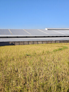 Modern Building Factory With Rice Field in Foreground