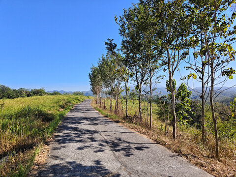 Asphalt Road Lined With Trees In Rural Landscape