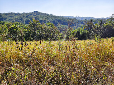 Grassy Field With Lush Green Hills