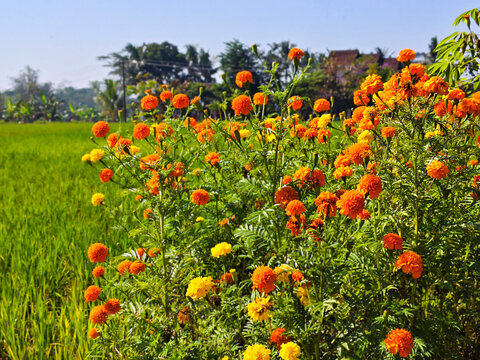 Field of Marigolds Beside Rice Paddies