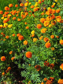 Field of Orange and Yellow Marigolds
