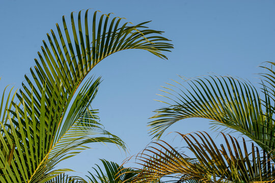 Nipa Palm Plantation with Lush Green Tropical Leaves Under Blue Sky, Dense Tropical Nipa Palm Forest with Fresh Green Foliage in Natural Landscape
