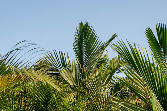 Nipa Palm Plantation with Lush Green Tropical Leaves Under Blue Sky, Dense Tropical Nipa Palm Forest with Fresh Green Foliage in Natural Landscape