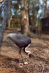 Fototapeta premium Crane bird egg nest wildlife nature adult ground scene: a solitary crane standing in a forest enclosure inspecting and guarding its egg among dry leaves and twigs, protective behavior.