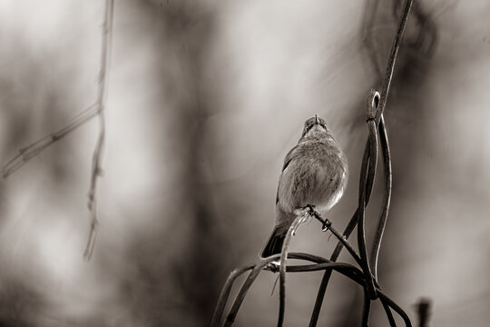 Der kleine Vogel, der so fragil und doch unendlich pr&auml;sent auf dem geschwungenen Zweig thront, scheint den Blick vertr&auml;umt in den Himmel zu richten.