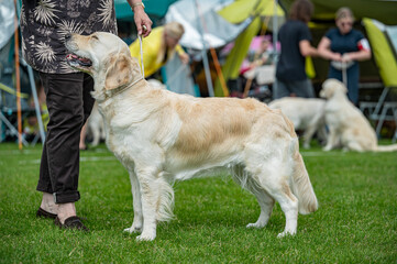 Pies Golden retriever © Grzegorz