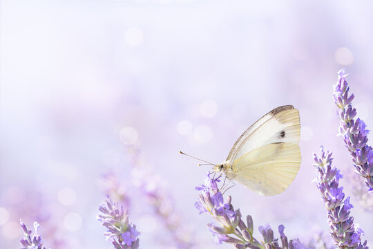 Background with white butterfly on a blooming lavender flower in a sunny summer garden