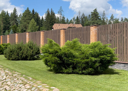 Landscaped residential garden with Juniperus sabina shrubs, mountain pine bushes, green lawn 