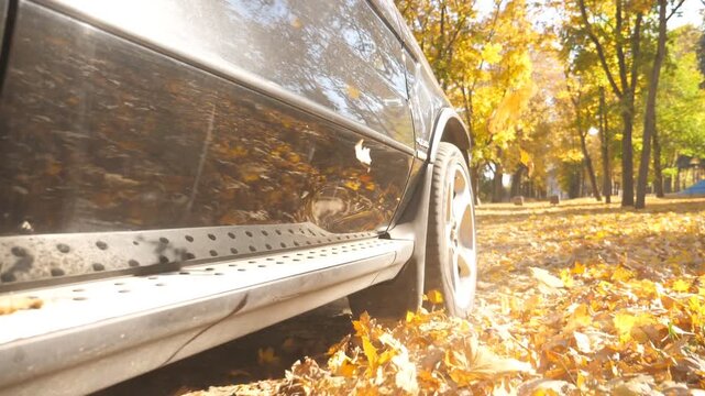Wheel of powerful car driving on park road over yellow autumnal leaves in sunny day. Colorful autumn foliage flies out from under wheel of automobile. SUV crossing through empty road. Slow motion