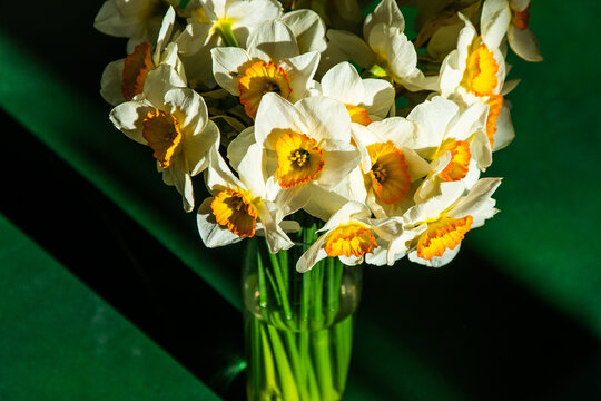 Bouquet of White Daffodils with Orange Center in Glass Vase on Green Background. Narcissus yellow Flower Bud